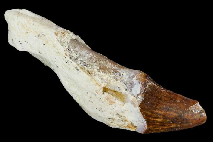Primitive Whale (Basilosaur) Tooth - Dakhla, Morocco #106315